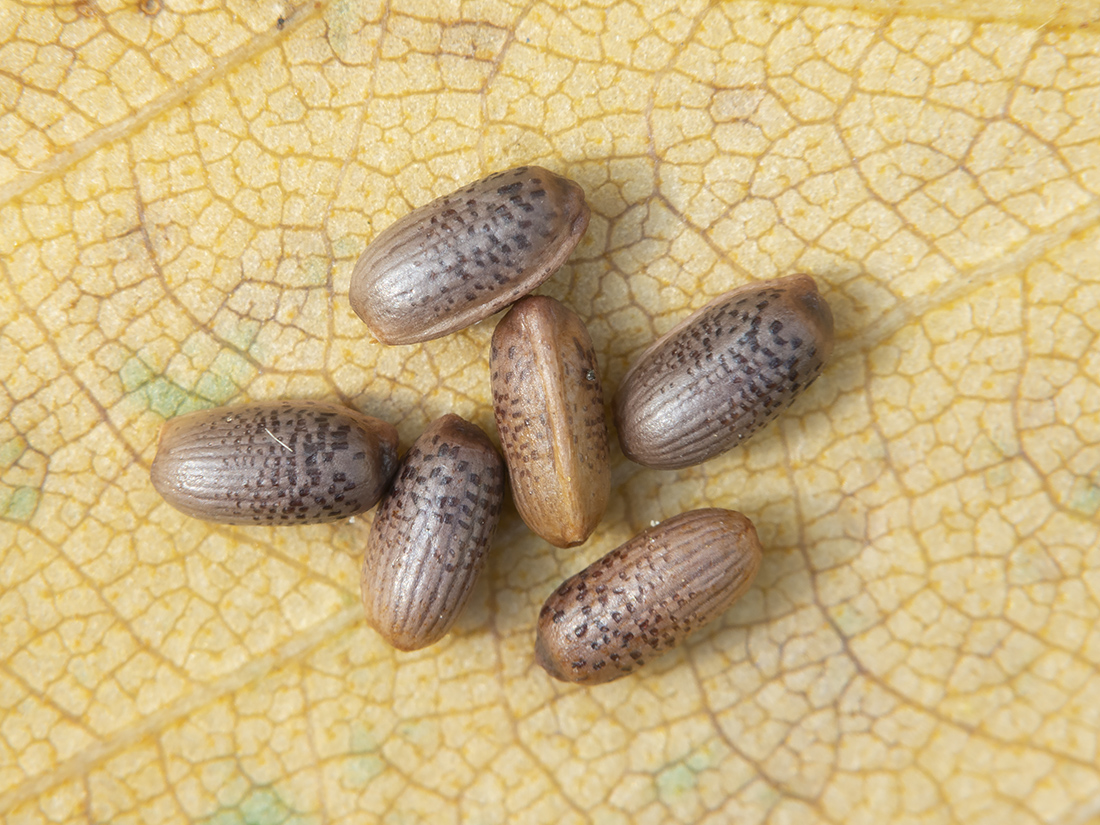 Image of Calla palustris specimen.