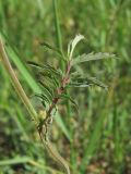 Poterium sanguisorba