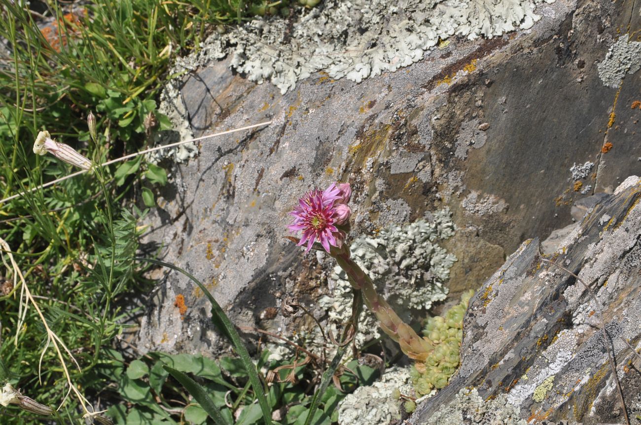 Изображение особи Sempervivum pumilum.