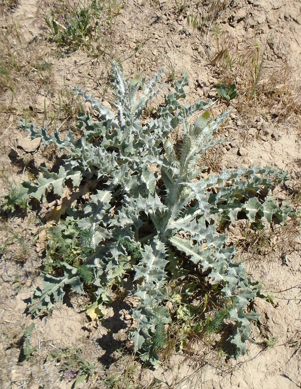 Image of Onopordum leptolepis specimen.