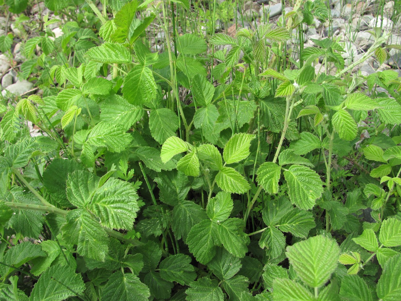Image of Rubus sanctus specimen.