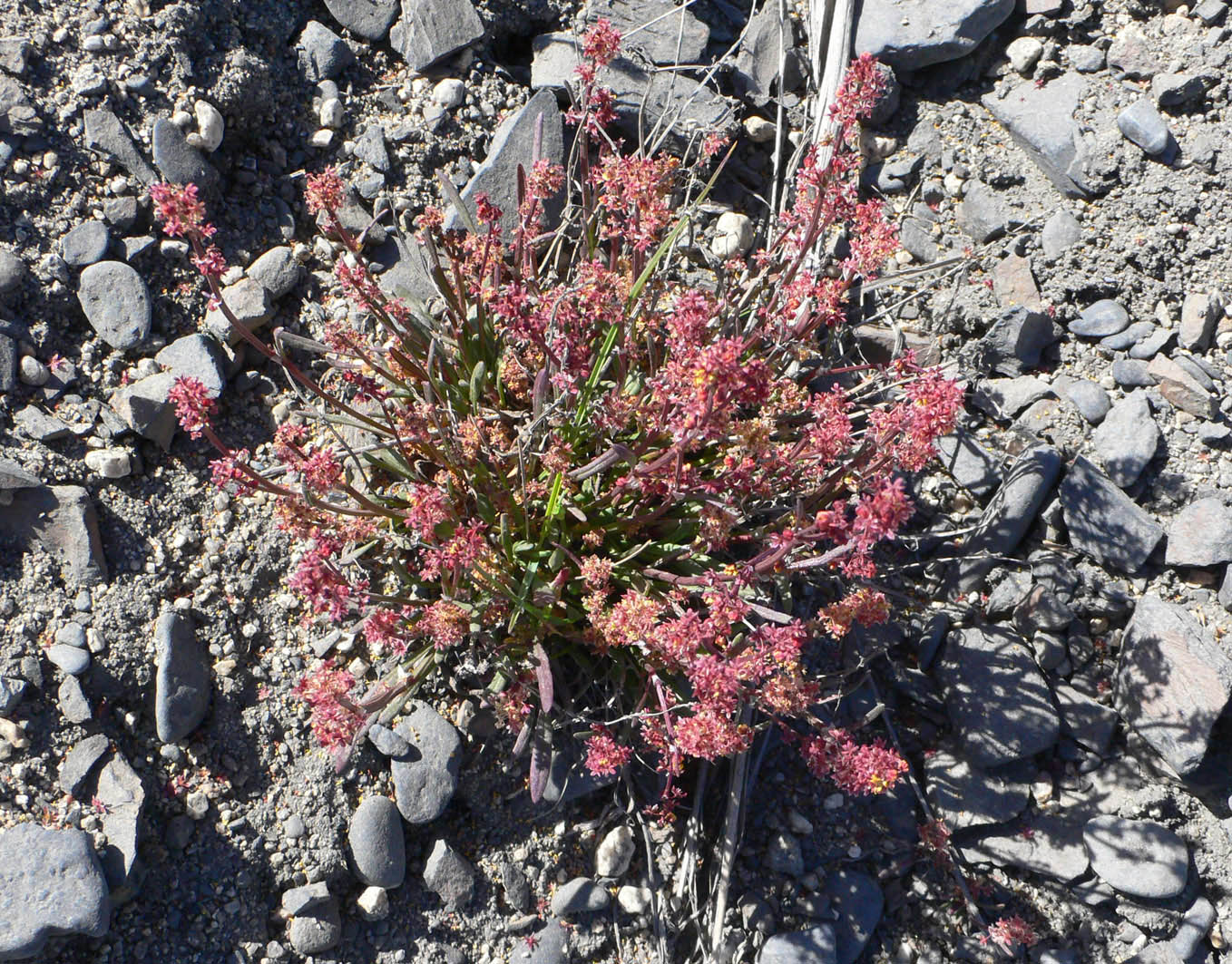 Image of Rumex graminifolius specimen.