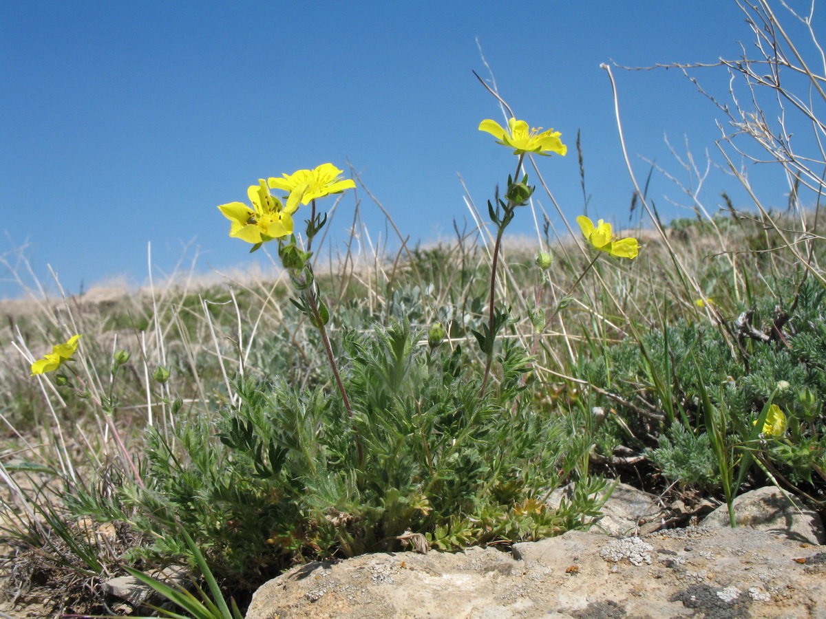 Изображение особи Potentilla soongorica.