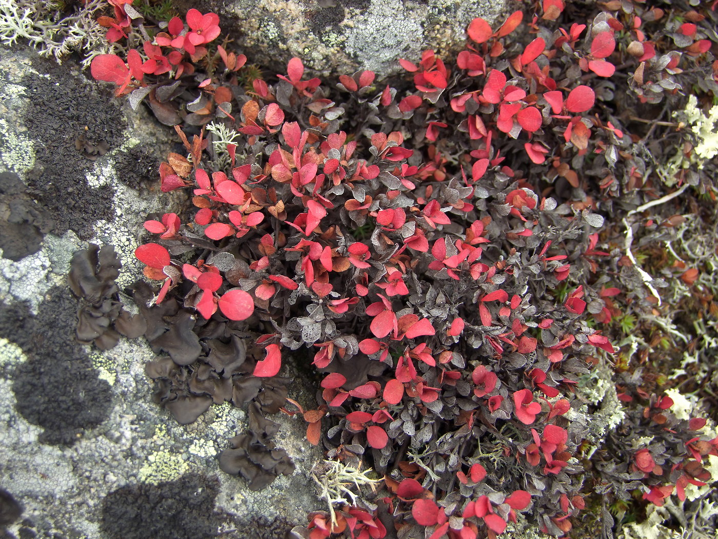 Image of Vaccinium vulcanorum specimen.