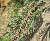 Pinus sylvestris ssp. hamata