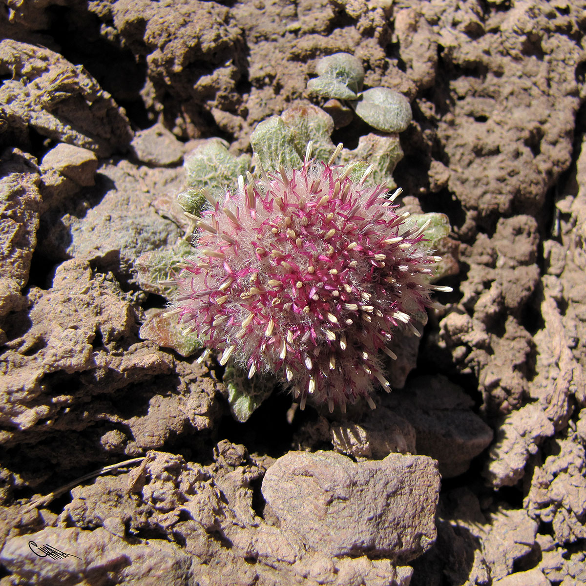 Изображение особи Saussurea glacialis.