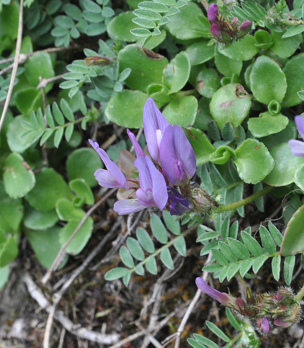 Изображение особи род Astragalus.