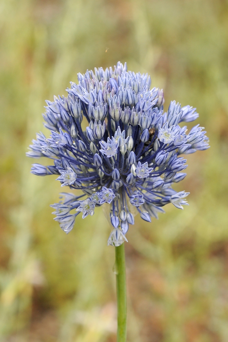 Image of Allium caesium specimen.