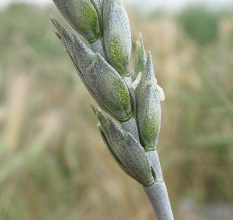 Изображение особи Triticum aestivum.