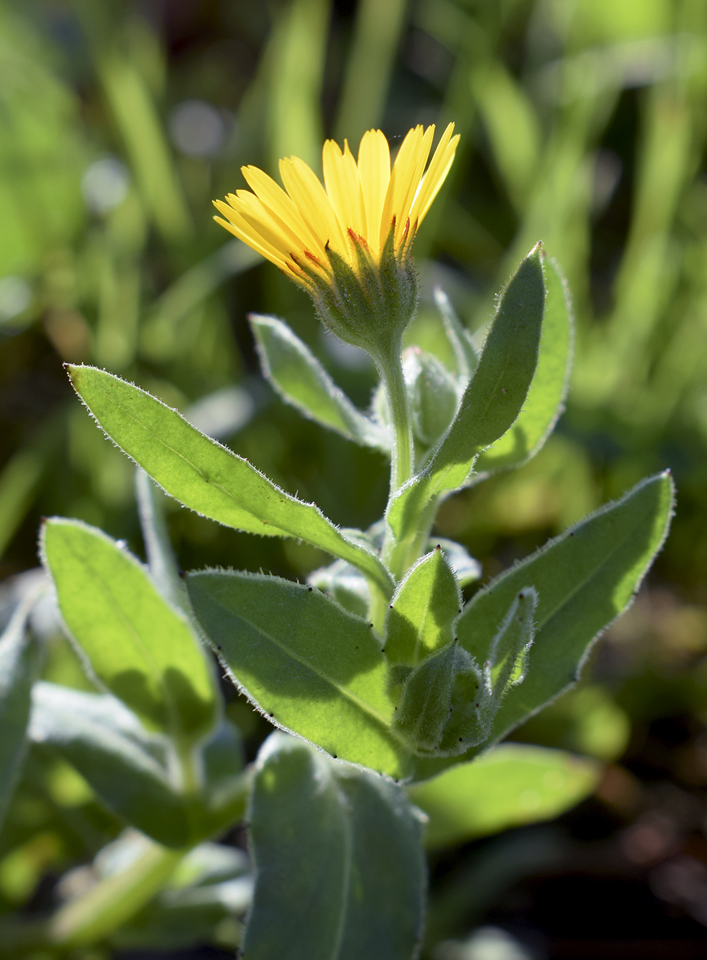 Image of Calendula arvensis specimen.