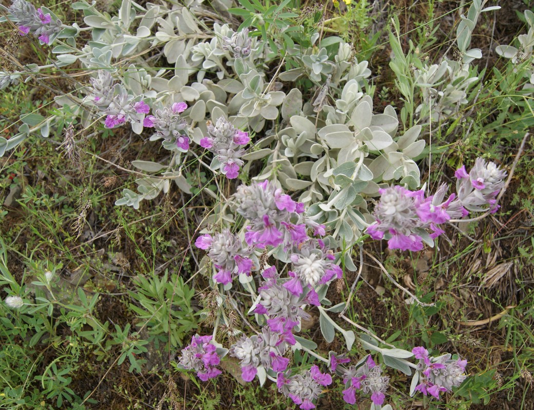 Изображение особи Stachys inflata.