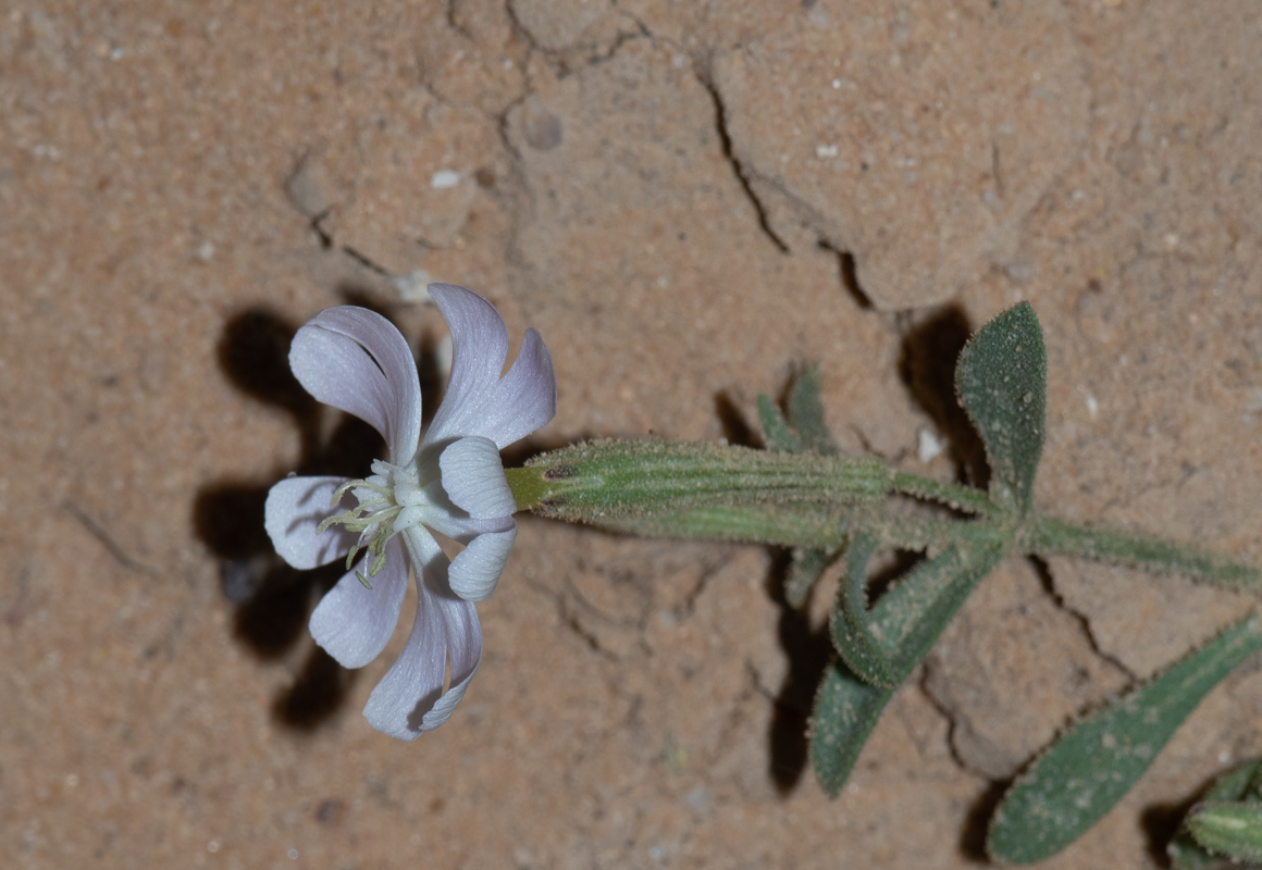 Image of Silene villosa specimen.