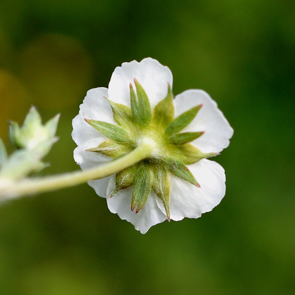 Изображение особи Fragaria orientalis.