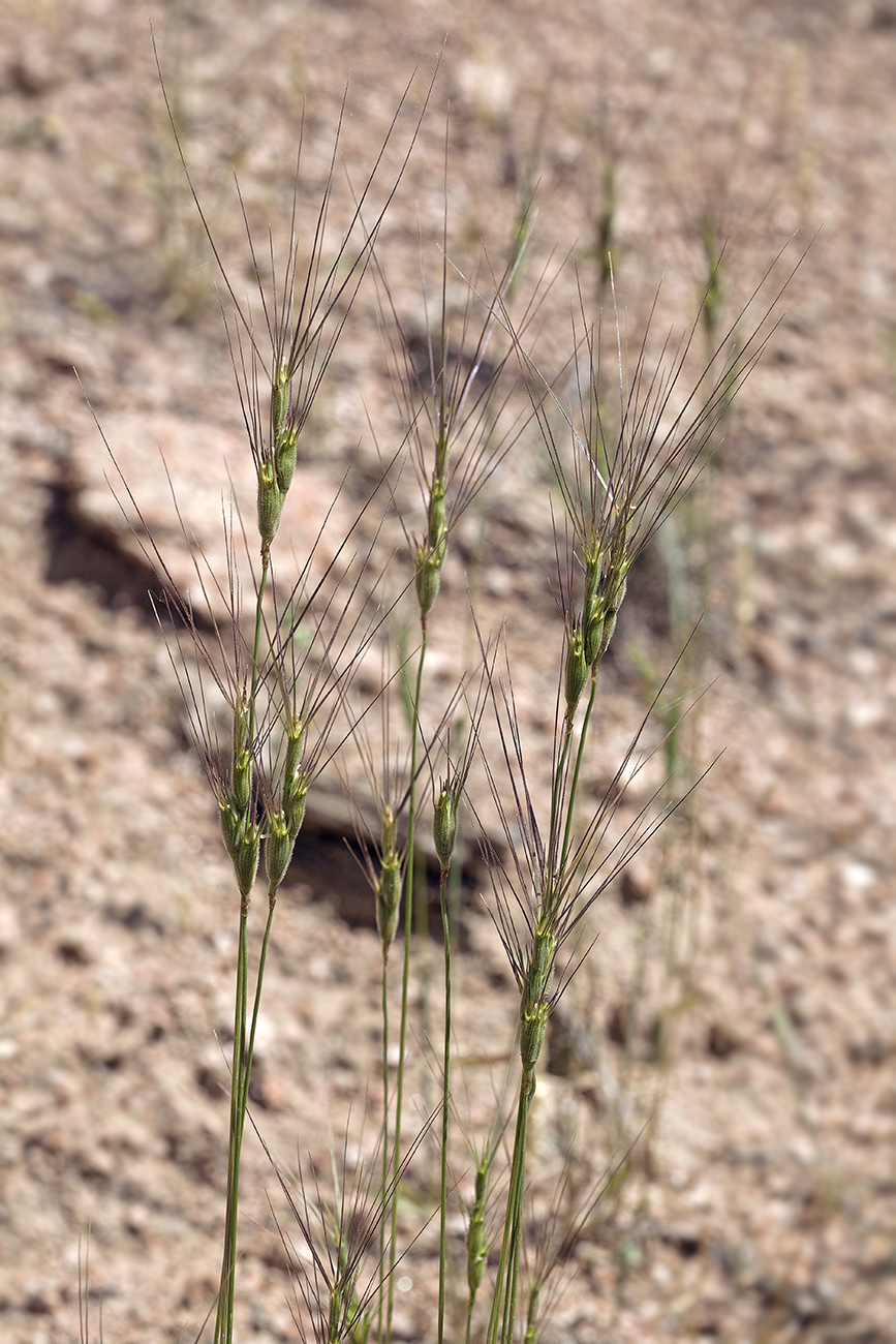 Изображение особи Aegilops triuncialis.