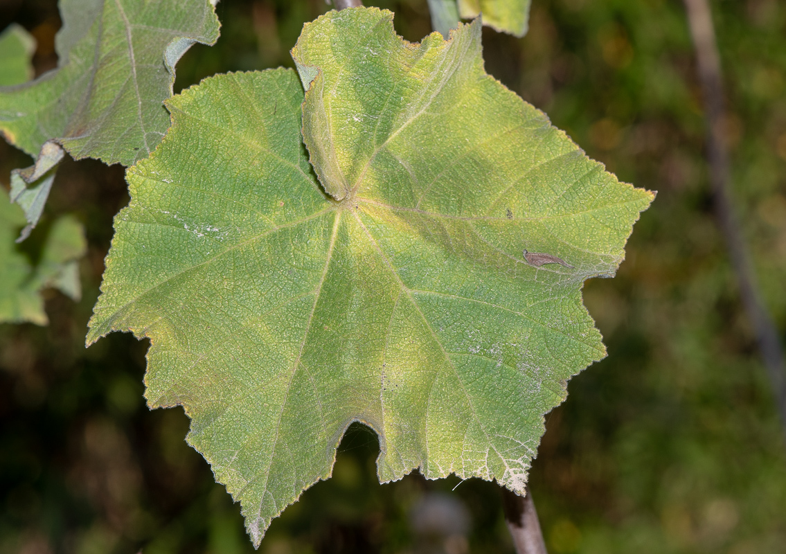 Image of Dombeya burgessiae specimen.