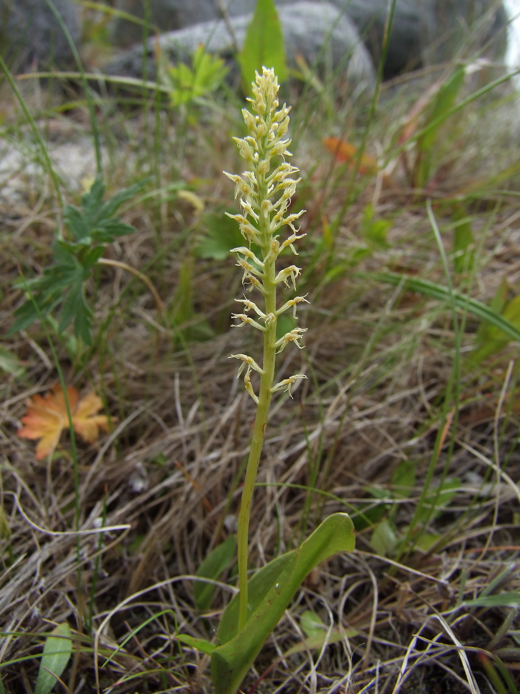 Image of Malaxis monophyllos specimen.