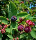 Amelanchier spicata. Соплодие. Чувашия, окр. г. Шумерля, дер. Подборное. 30 июня 2010 г.