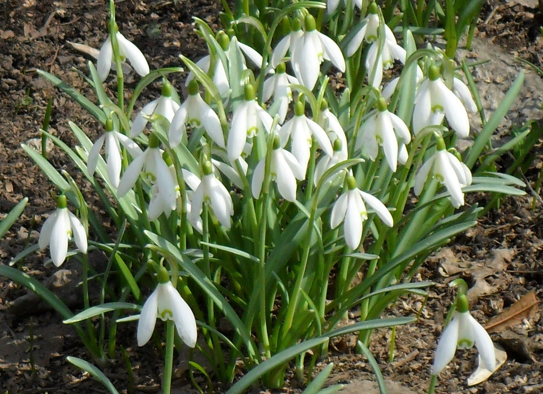 Image of Galanthus nivalis specimen.