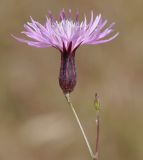 Crupina crupinastrum