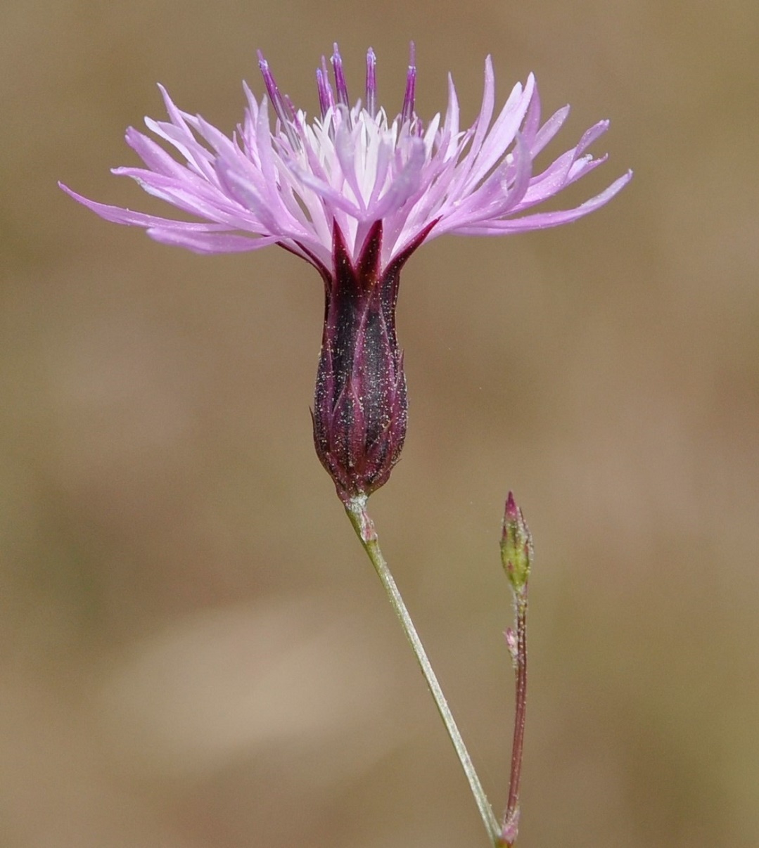 Изображение особи Crupina crupinastrum.