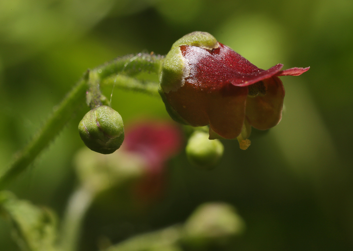 Изображение особи Scrophularia scopolii.