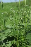 Lappula squarrosa