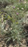 Jurinea persimilis