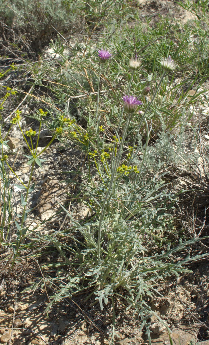 Image of Jurinea persimilis specimen.