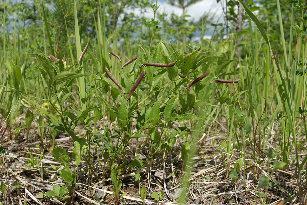 Изображение особи Lathyrus vernus.