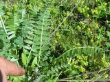 Oxytropis strobilacea. Листья цветущего растения. Республика Алтай, пер. Семинский, альпийский луг. 05.07.2010.