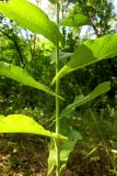 Lactuca chaixii. Средняя часть генеративного побега. Украина, г. Луганск, медгородок, лесопосадка. 02.07.2019.