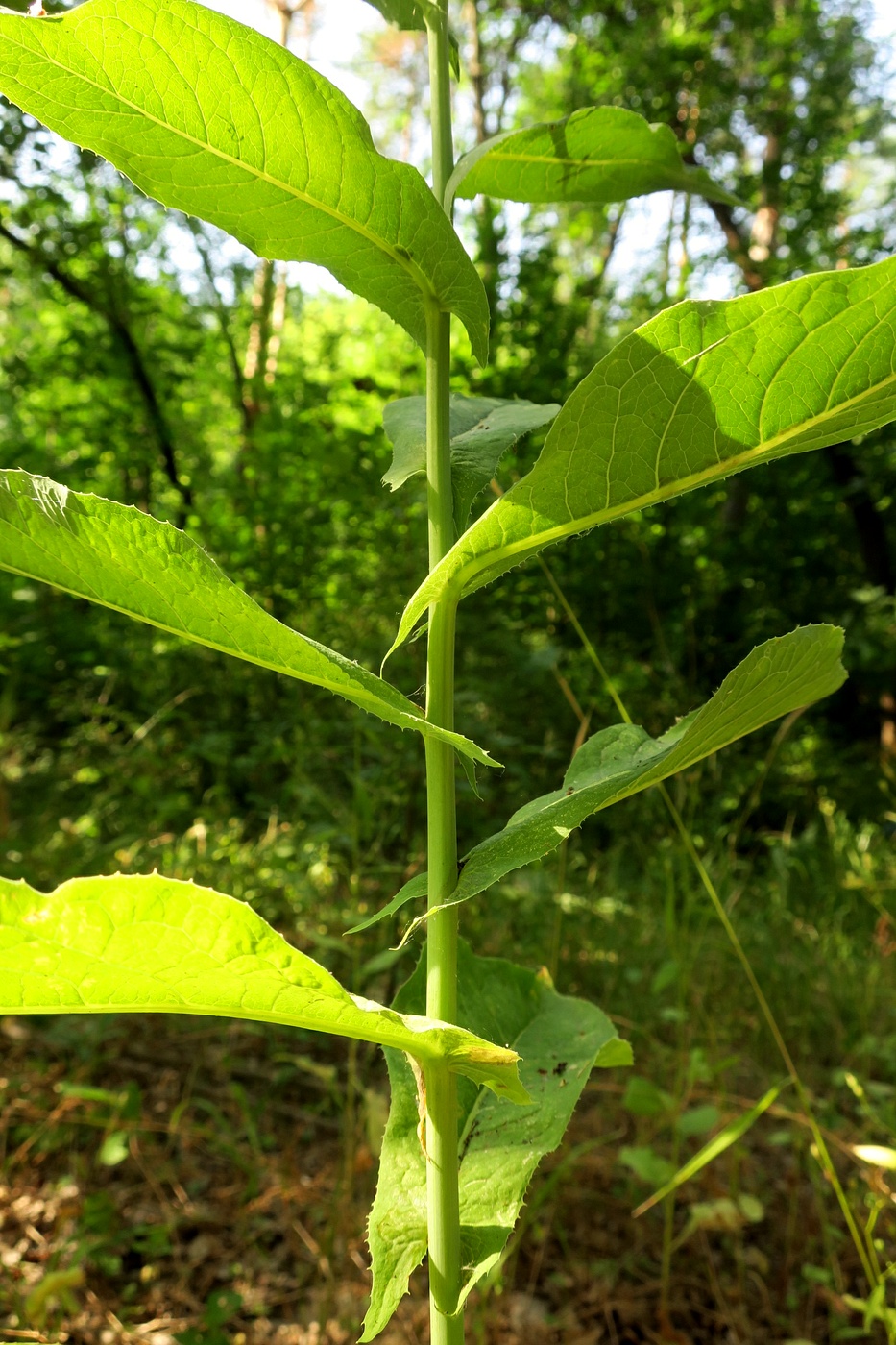 Изображение особи Lactuca chaixii.