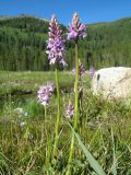 Dactylorhiza fuchsii. Цветущие растения. Казахстан, Центральный Алтай, окр. оз. Рахмановское, 1760 м н.у.м., берег термального ручья. 26 июня 2019 г.