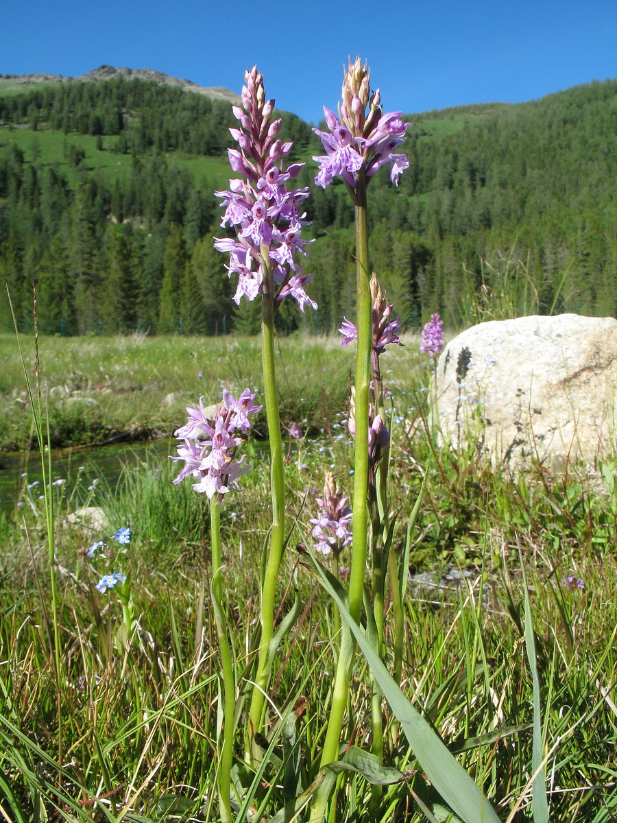 Изображение особи Dactylorhiza fuchsii.