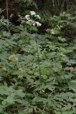 Valeriana officinalis. Цветущее растение. Санкт-Петербург, Курортный р-н, побережье Финского залива, заболоченный участок леса. 05.07.2019.