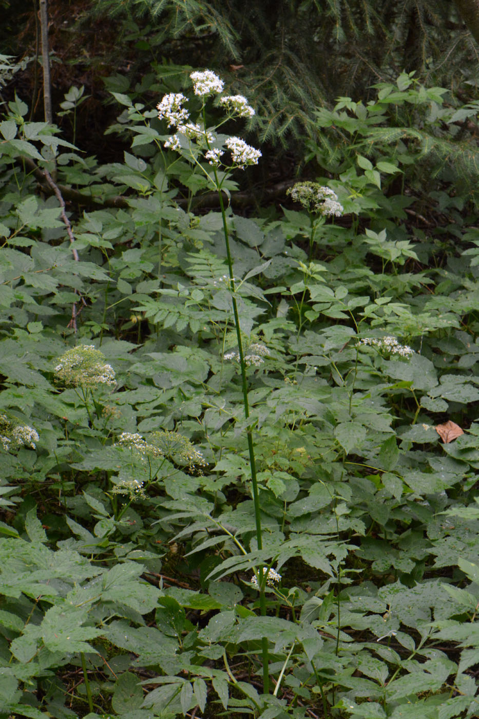 Изображение особи Valeriana officinalis.