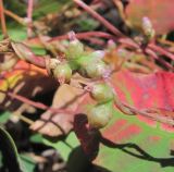 Cuscuta monogyna