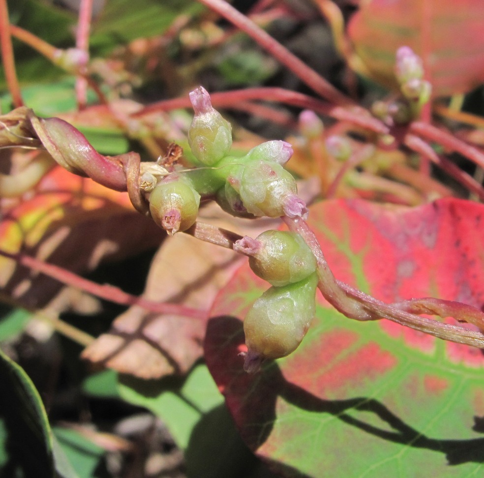 Image of Cuscuta monogyna specimen.