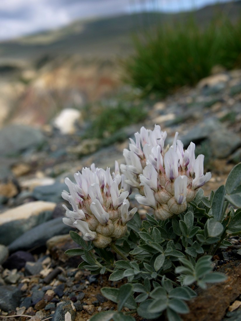 Изображение особи Astragalus dilutus.