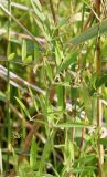 Lathyrus palustris. Побег с незрелыми плодами. Ленинградская обл., Кургальский п-ов, переходная полоса между лугом и приморским тростниковым болотом. 05.08.2019.