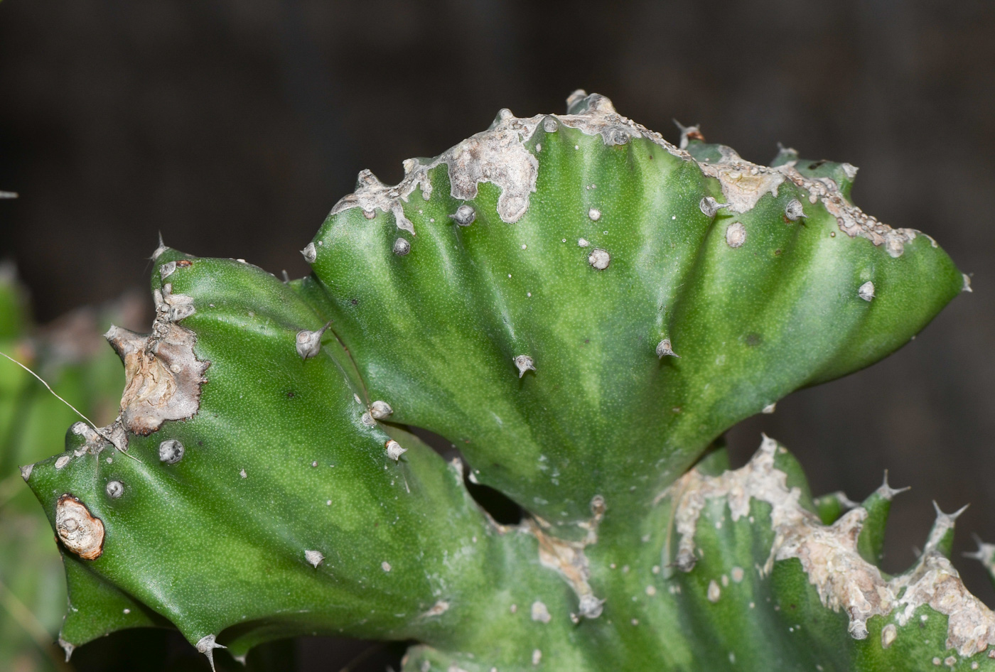 Image of Euphorbia lactea specimen.