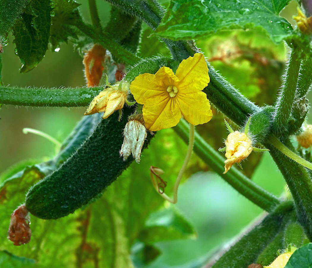 Изображение особи Cucumis sativus.