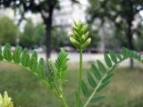 Astragalus cicer