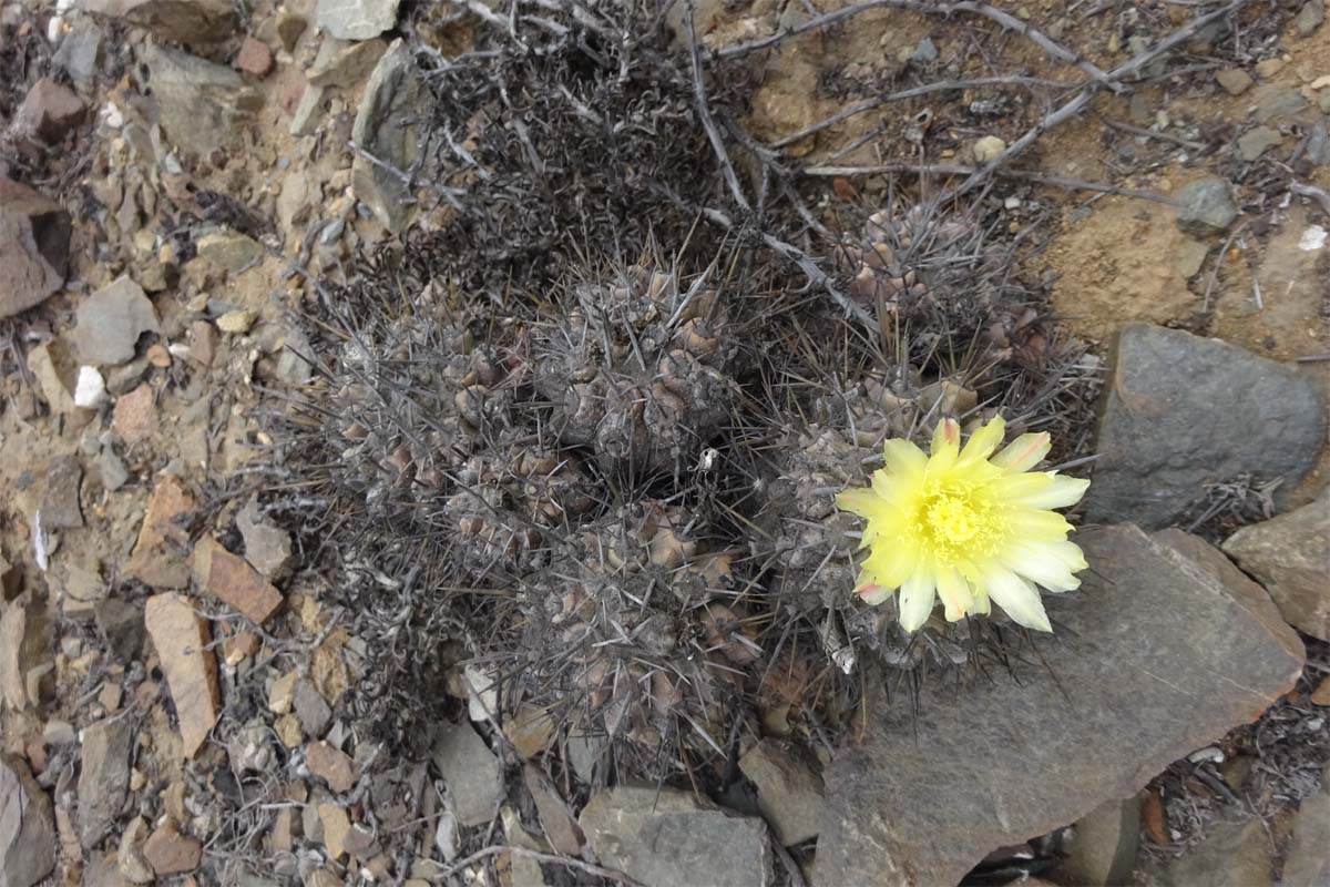 Изображение особи Copiapoa fiedleriana.