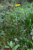 Hieracium pseudolepistoides. Цветущее растение. Свердловская обл., окр. г. Североуральск, сосново-еловый лес. 07.07.2019.