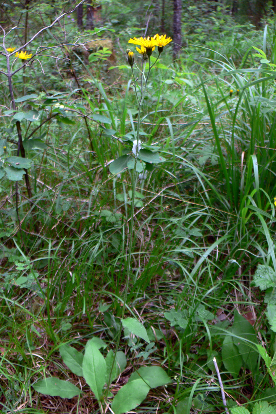 Изображение особи Hieracium pseudolepistoides.