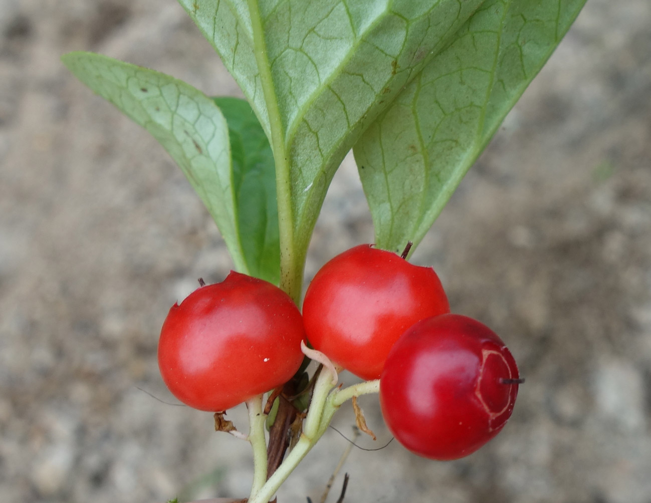 Изображение особи Vaccinium praestans.