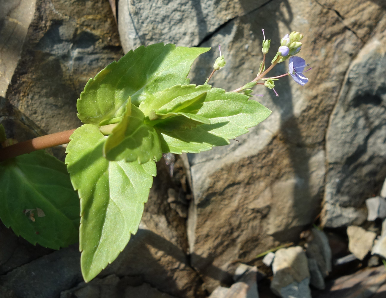 Image of Veronica americana specimen.