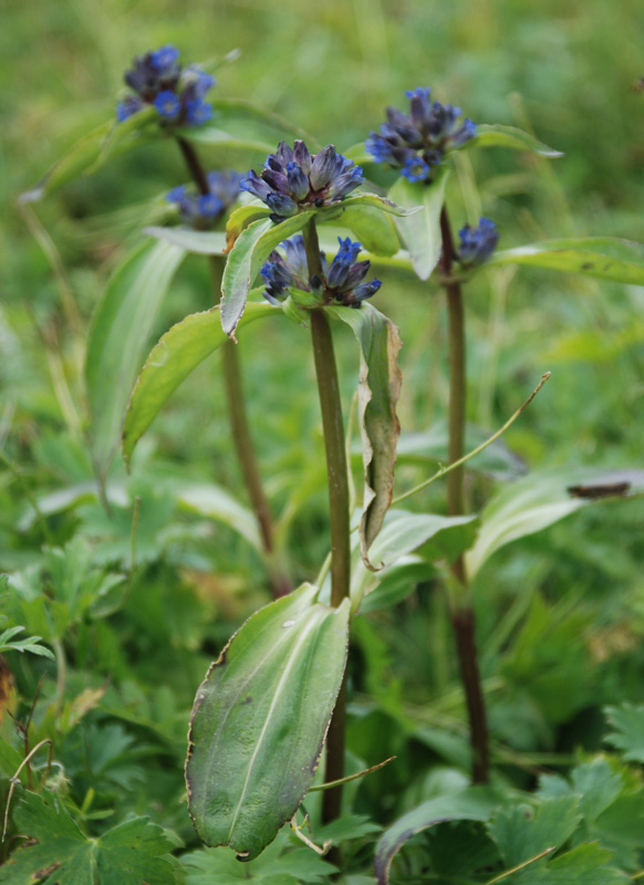 Изображение особи Gentiana macrophylla.