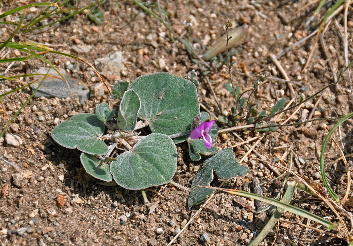 Image of Gueldenstaedtia monophylla specimen.